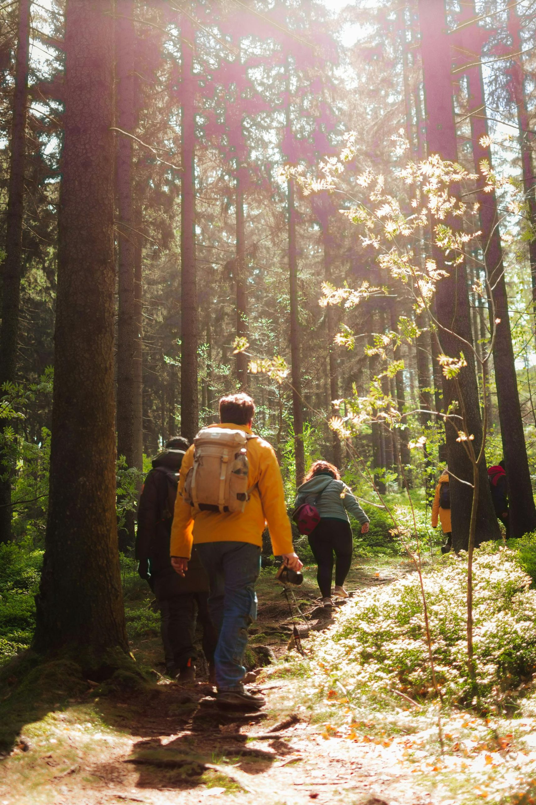 Groupe de marcheurs en pleine forêt ensoleillée