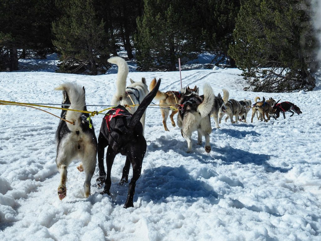 Ski & Activités d'Hiver Chiens d'attelage qui court