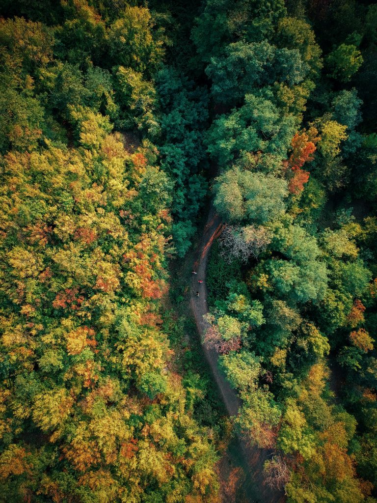 Stunning aerial view of a forest path amid lush fall foliage, capturing the essence of nature's beauty.